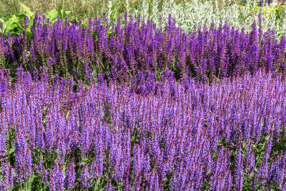 Fototapeta premium A lawn with a flowering sage on a sunny summer day