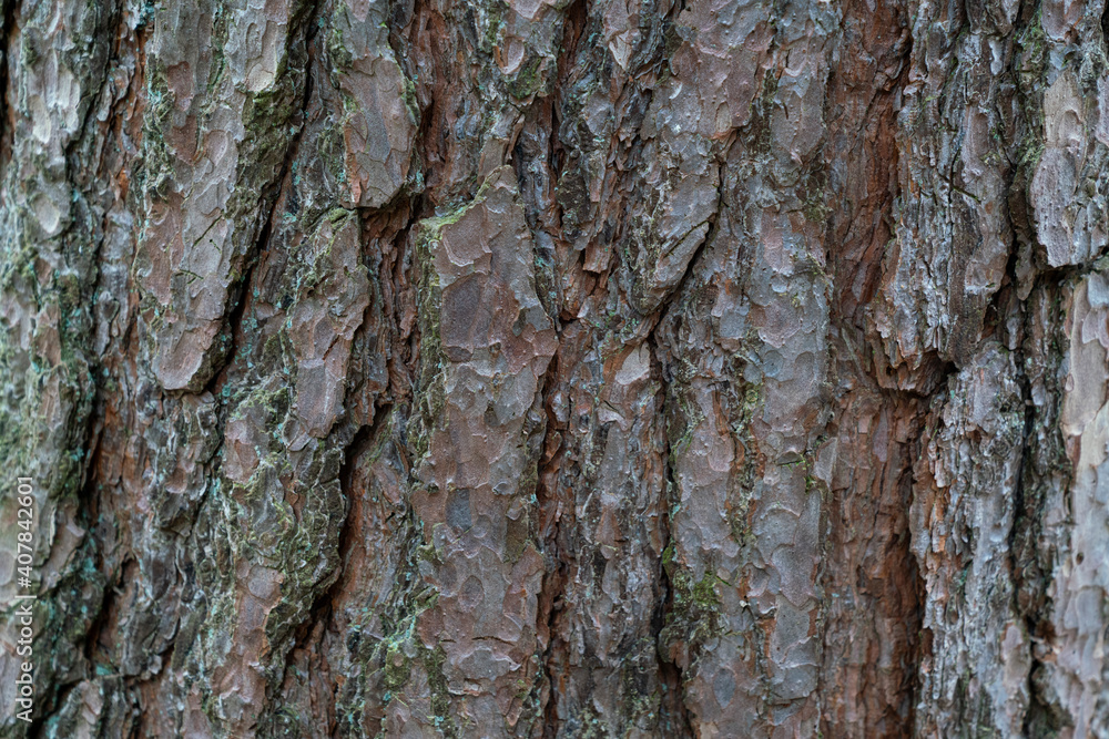 dry tree bark texture and background, nature concept dry tree bark texture and background, nature concept