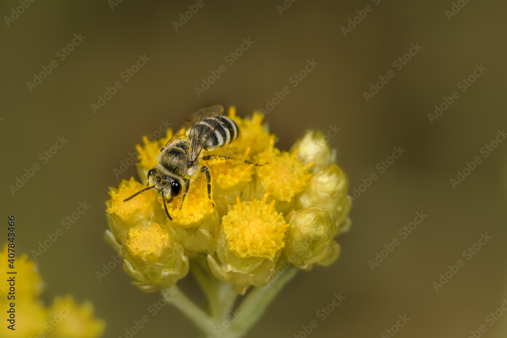Side close-up of bee Colletes daviesanus on a yellow flower. Side close-up of bee Colletes daviesanus on a yellow flower.