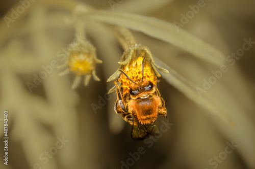 Top close-up of bee Colletes daviesanus on a yellow flower. photo