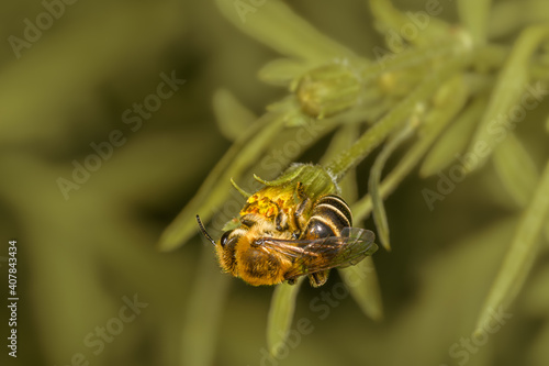 Top close-up of bee Colletes daviesanus on a yellow flower. photo