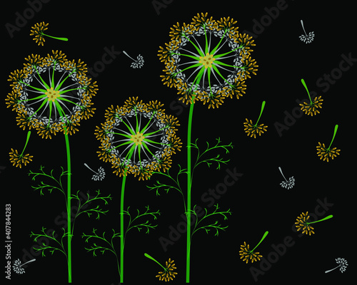 Three stems of dill with inflorescences on a black background