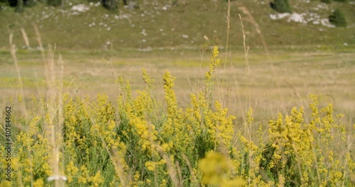 Flowers in the Lubenovac valley of the Velebit mountain, Croatia photo