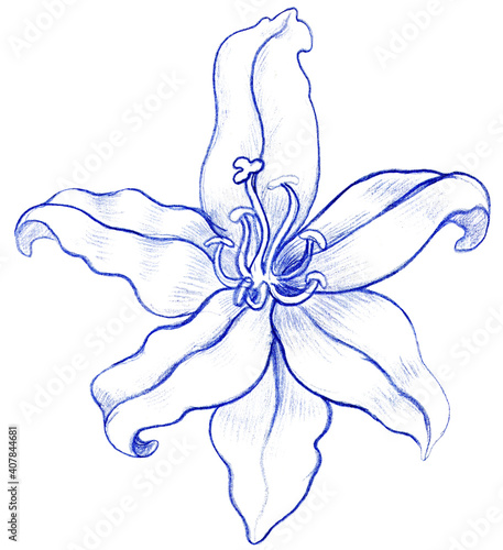 Lily flower drawing with blue pencil, elements on a white background