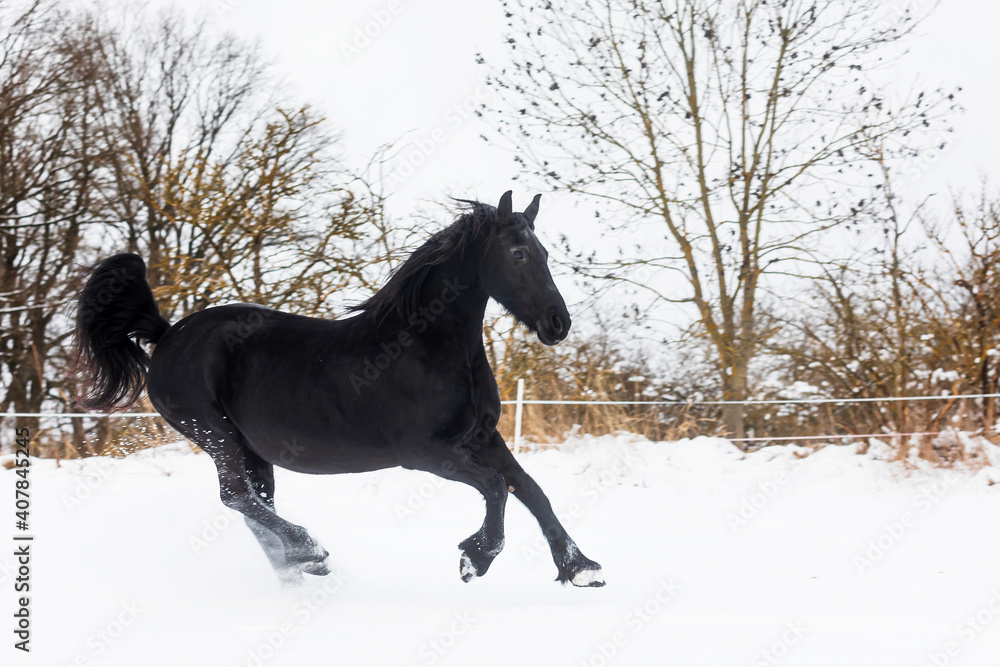 Fototapeta premium female Friesian horse stopped abruptly on the snowy pasture