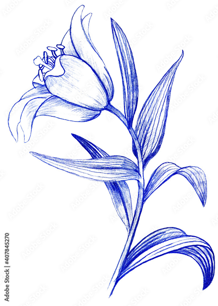 Blue Flower Drawing Images - Free Download on Freepik
