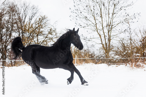female Friesian horse stopped abruptly on the snowy pasture