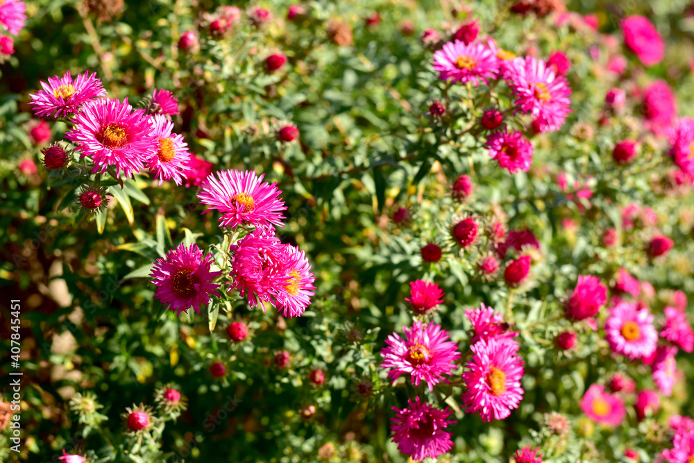A green bush of asters grows in the garden. A green bush of asters grows in the garden.