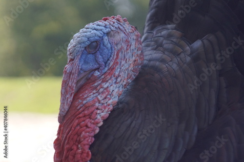 adult male turkey . High quality photo