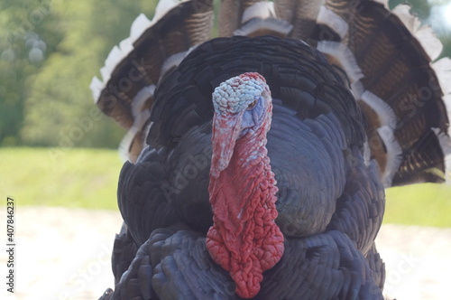 portrait of a male turkey. High quality photo