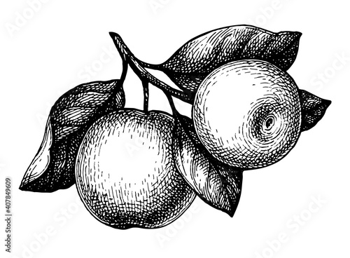 Ink sketch of apple.