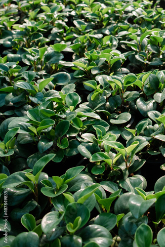 Agricultural garden, tree planting, agricultural garden in the country