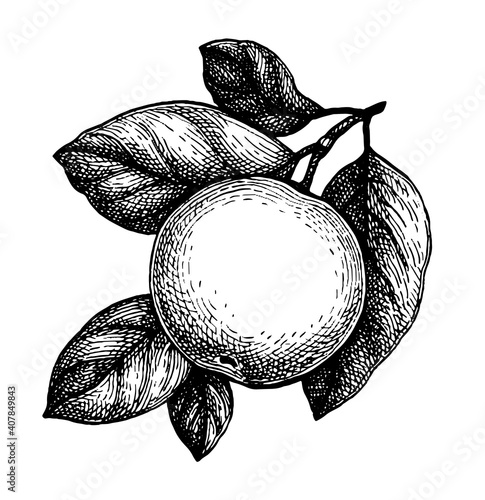 Ink sketch of apple.