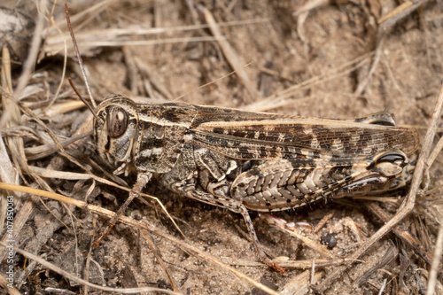 Calliptamus italicus, the Italian locust, is a species of  short-horned grasshopper © Oksana