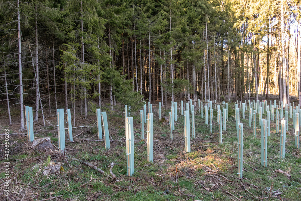 Waldwirtschaft: Kleine Bäume mit Plastik-Schutzmanschetten als Verbissschutz bei der Wiederaufforstung im Wald Waldwirtschaft: Kleine Bäume mit Plastik-Schutzmanschetten als Verbissschutz bei der Wiederaufforstung im Wald