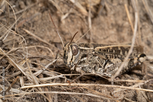 Calliptamus italicus, the Italian locust, is a species of  short-horned grasshopper