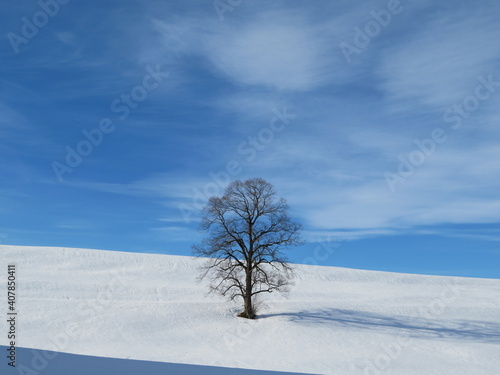 Einsam im Winterland © C.Razy