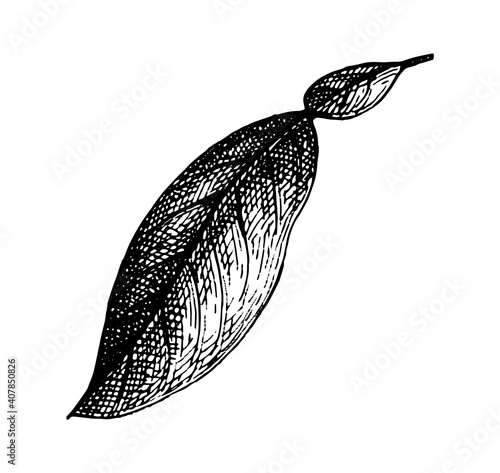 Ink sketch of bergamot orange