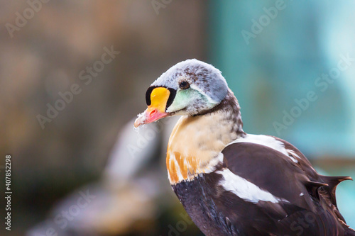 Konstfotografi Colorful duck