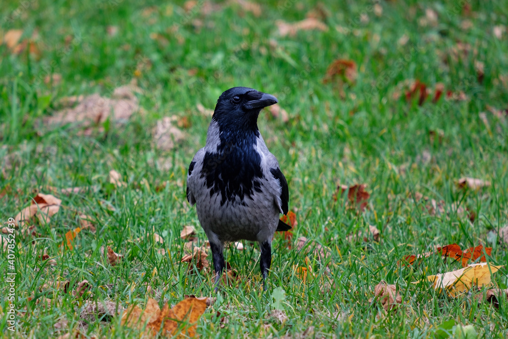 crow in the park, Corvus cornix crow in the park, Corvus cornix