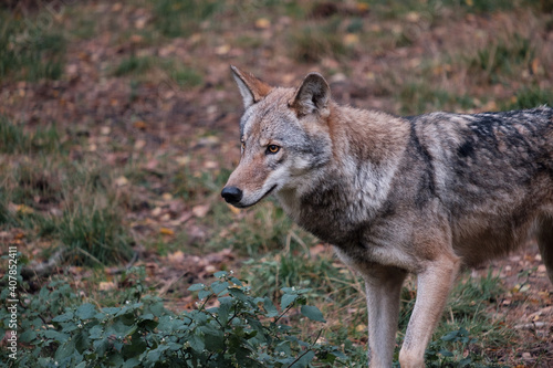 wolf hunting in the forest