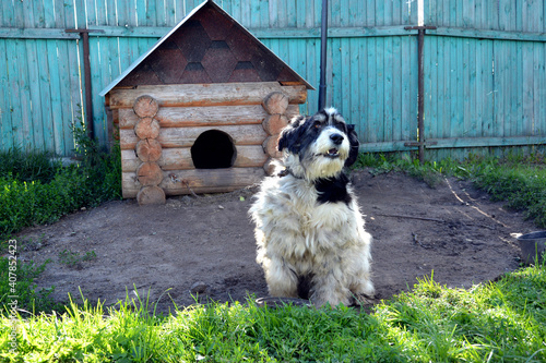 A yard white shaggy dog is located near the wooden booth. The house is guarded by a pet.