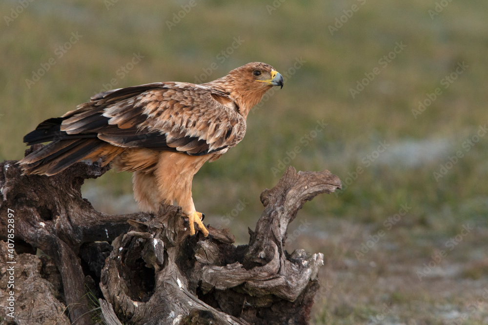 One year old female Spanish imperial eagle at her favorite watchtower with the first light of dawn on a winter day One year old female Spanish imperial eagle at her favorite watchtower with the first light of dawn on a winter day