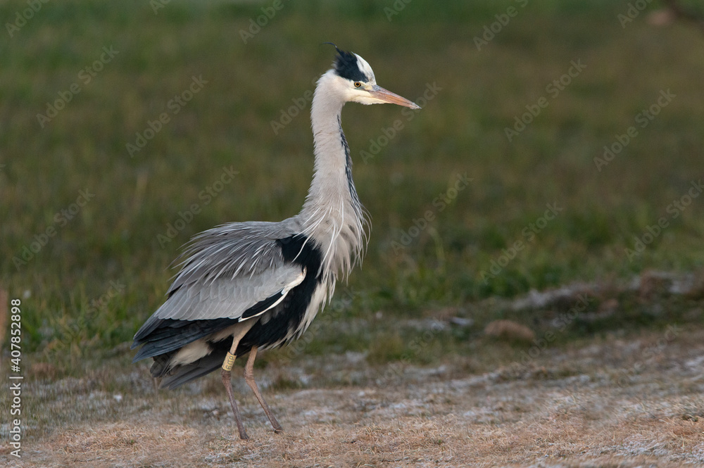 Gray heron with the first light of day Gray heron with the first light of day