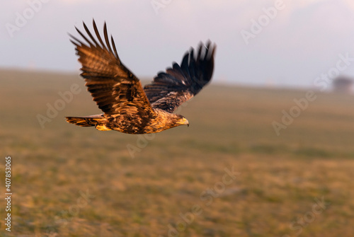 Four year old male Spanish Imperial Eagle flying with the first light of dawn © Jesus