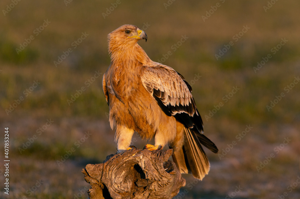Fototapeta premium One year old Spanish Imperial Eagle in the first light of dawn on a cold winter day