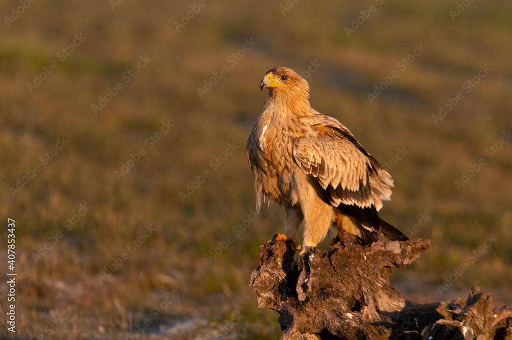One year old female Spanish imperial eagle at her favorite watchtower with the first light of dawn on a winter day One year old female Spanish imperial eagle at her favorite watchtower with the first light of dawn on a winter day