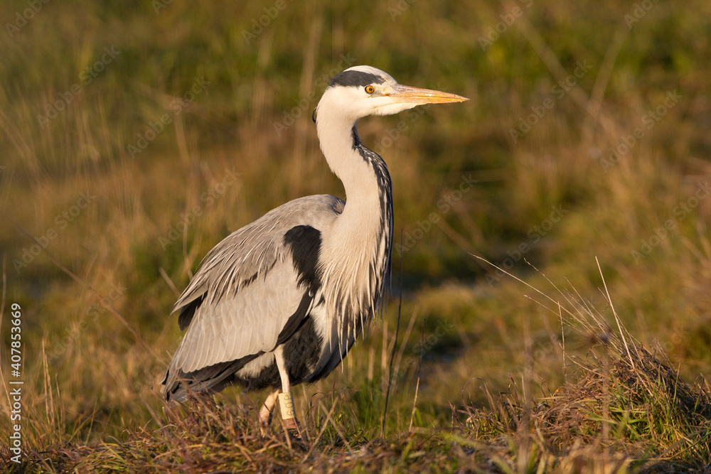 Grey heron with the first light of dawn on a wetlan Grey heron with the first light of dawn on a wetlan