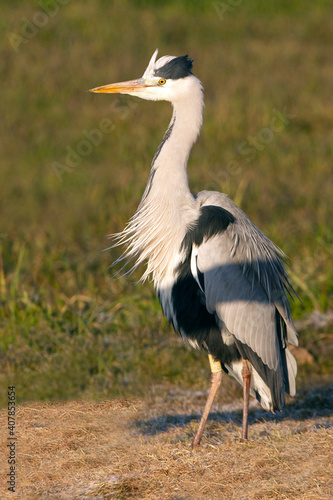 Gray heron with the first light of dawn