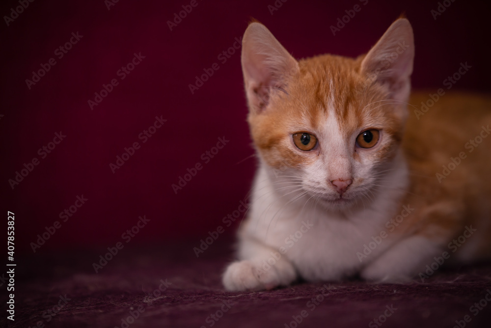 a tabby cat sitting in the house.  kitten with white and orange fur in the apartment