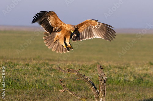 One year old female Spanish imperial eagle flying with the first light of dawn on a winter day