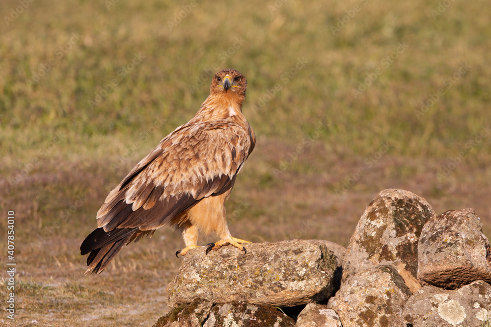One year old Spanish Imperial Eagle in the first light of dawn on a cold winter day One year old Spanish Imperial Eagle in the first light of dawn on a cold winter day
