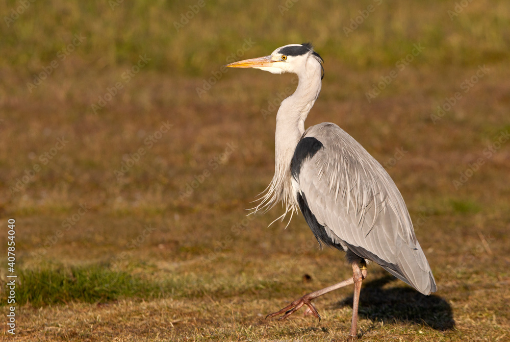 Grey heron with the first light of dawn on a wetlan Grey heron with the first light of dawn on a wetlan