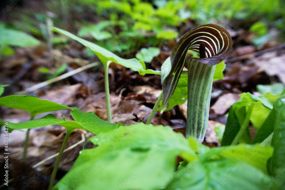 Pitcher Plant Pitcher Plant