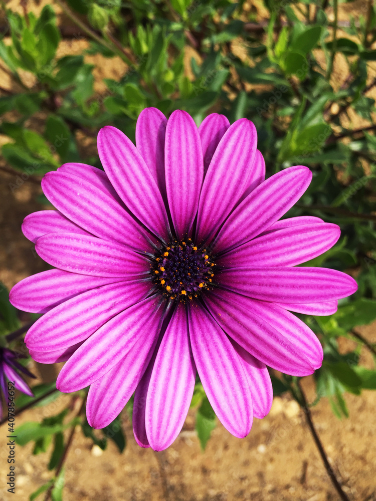 Fototapeta premium Purple sunflowers close up