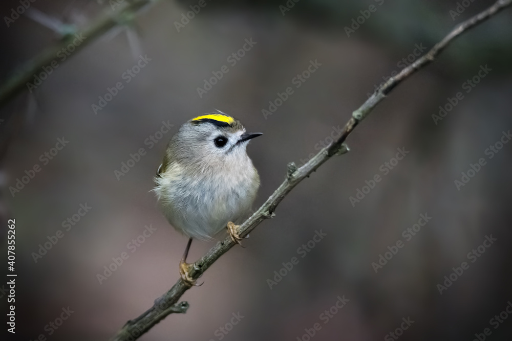 Fototapeta premium Single small Goldcrest bird sitting on tree branch