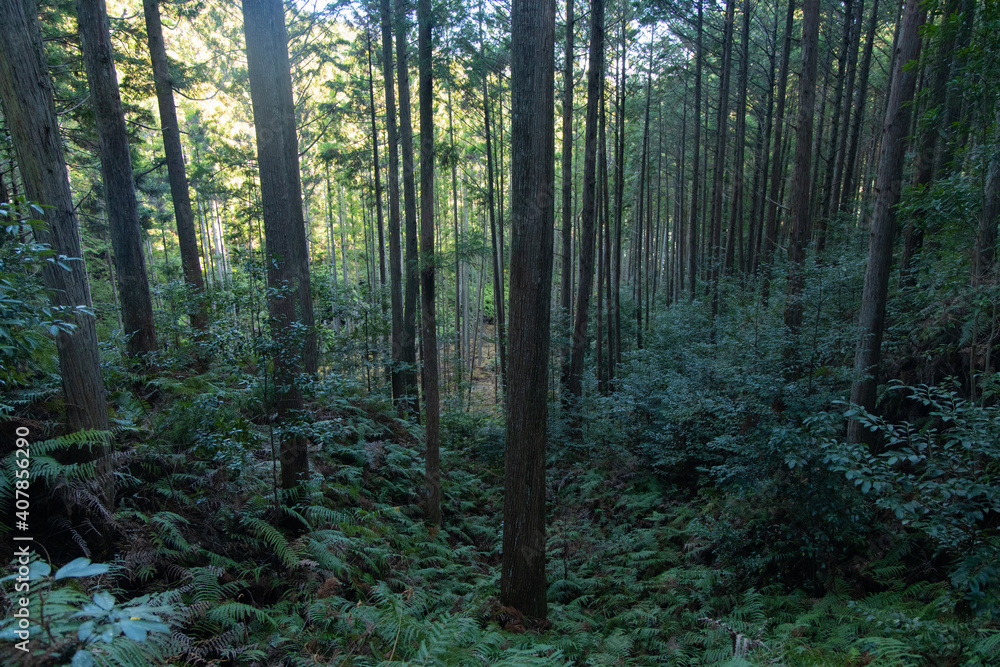 Fototapeta premium 森