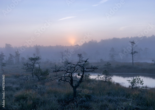 misty mire landscape with swamp pines and traditional mire vegetation, fuzzy background, fog in bog, twilight