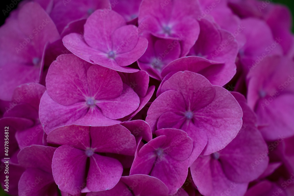 close up of a pink flower close up of a pink flower