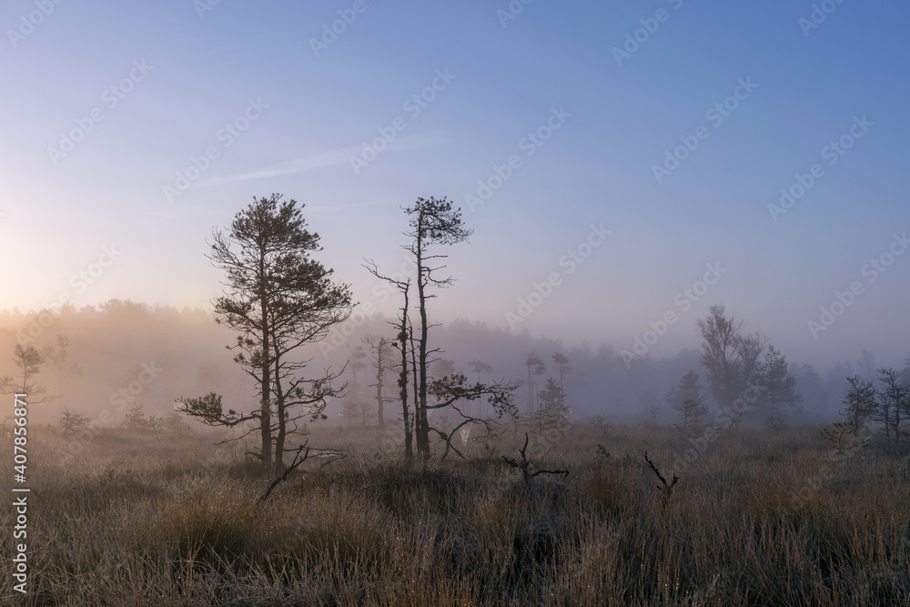 misty mire landscape with swamp pines and traditional mire vegetation, fuzzy background, fog in bog, twilight