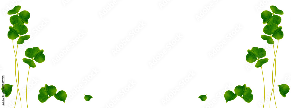 green clover leaves isolated on white background. St.Patrick 's Day green clover leaves isolated on white background. St.Patrick 's Day