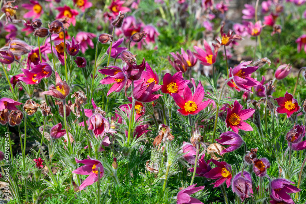Pulsatilla vulgaris 'Rubra' a spring perennial red flowering plant commonly known as pasque flower, stock photo image