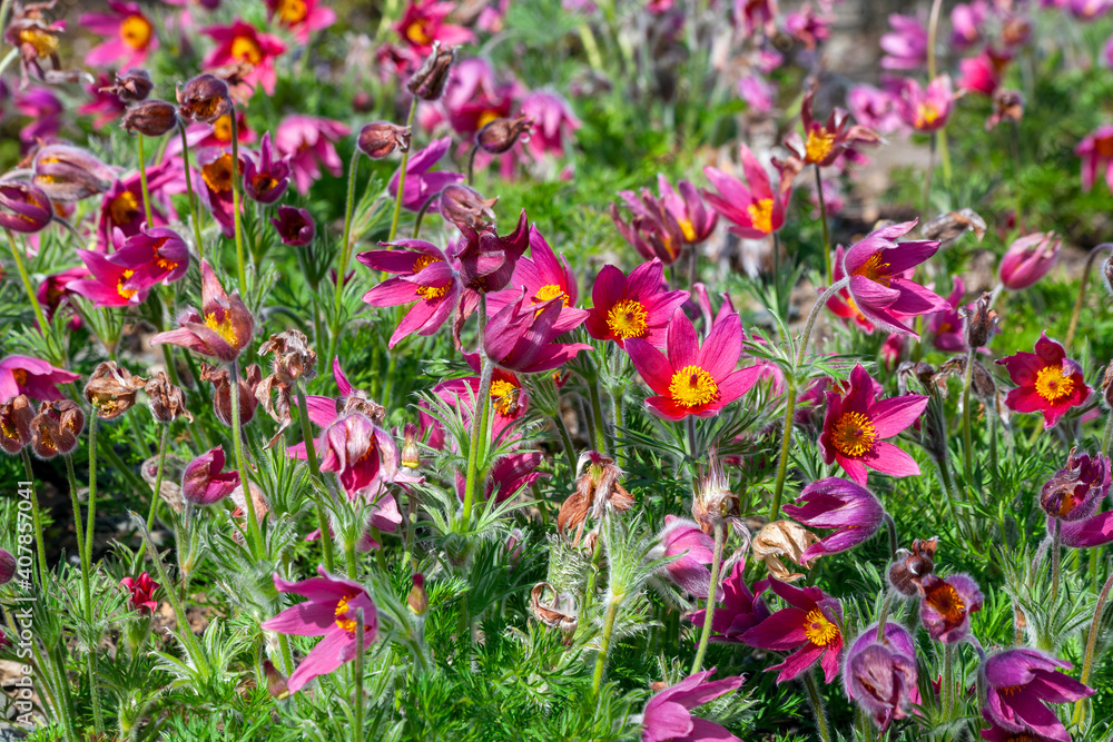 Pulsatilla vulgaris 'Rubra' a spring perennial red flowering plant commonly known as pasque flower, stock photo image Pulsatilla vulgaris 'Rubra' a spring perennial red flowering plant commonly known as pasque flower, stock photo image