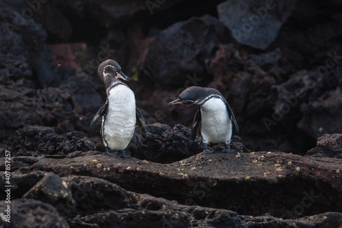 Galapagos islands. Galapagos penguins on a rocky shore of Bartolome island, Galapagos Islands