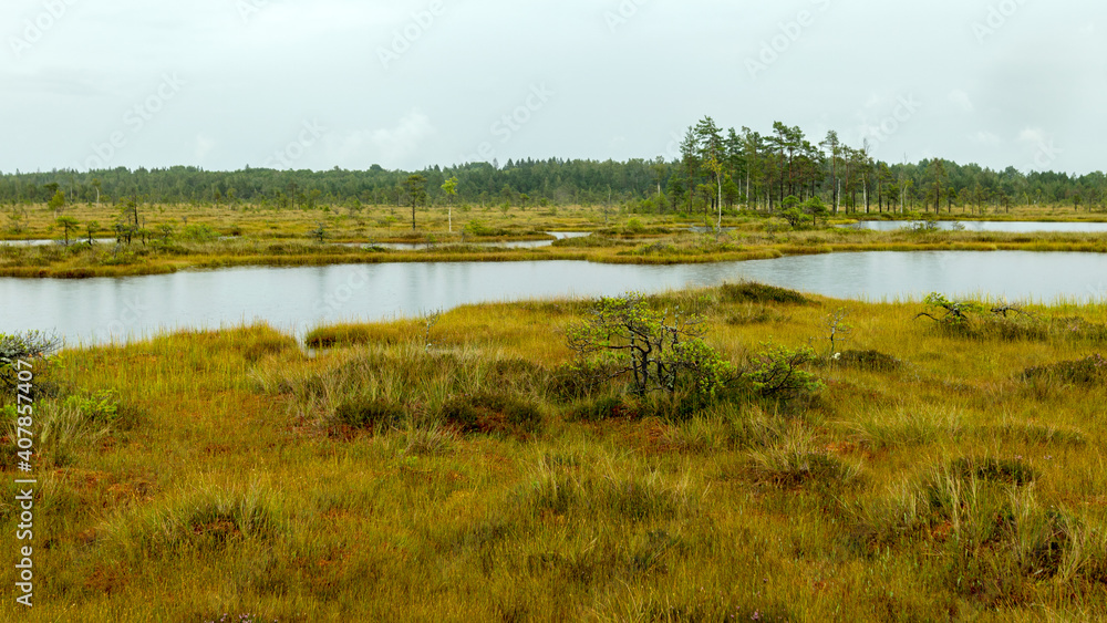 rainy day, rainy background, traditional bog landscape, bog lake in the rain, swamp grass and moss, small bog pines during rain, swamp in autumn