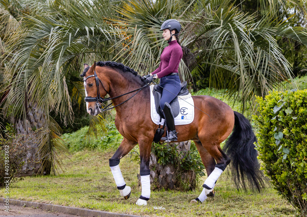 Woman dressage rider and her wonderful Lusitano horse, Azores island, Sao Miguel. Woman dressage rider and her wonderful Lusitano horse, Azores island, Sao Miguel.